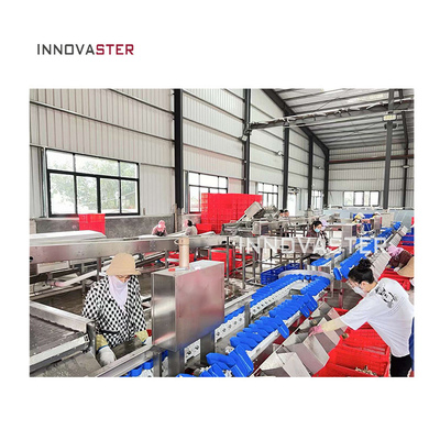 Macchine per la classificazione del peso delle frutta a controllo con trasportatore industriale automatico multifunzione