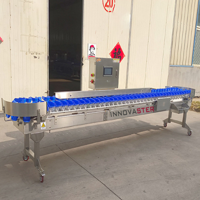 Controllo del pesatore del negozio alimentare Macchina per la classificazione del peso delle ostriche per frutta e verdura 6000x1250x1750mm
