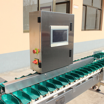Macchina automatica di classificazione del peso del pollo per la classificazione in acciaio inossidabile