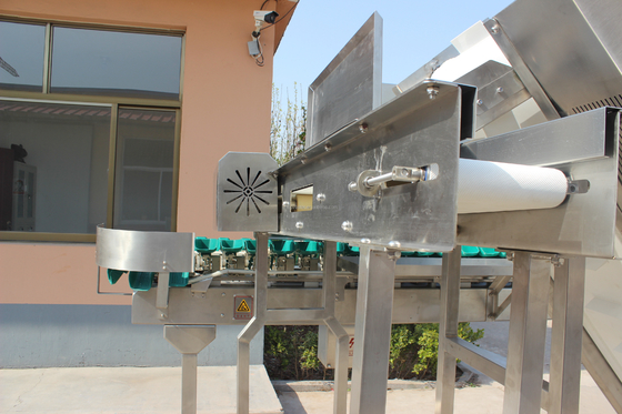 Macchina per la selezione dei pesci da ostriche per la lavorazione della carne